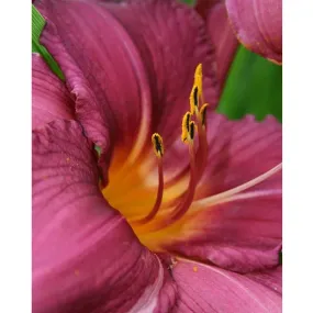 Batie "The Lily" Wall Decal (4 Sizes Available)